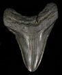 Bargain, Fossil Megalodon Tooth #60494-1